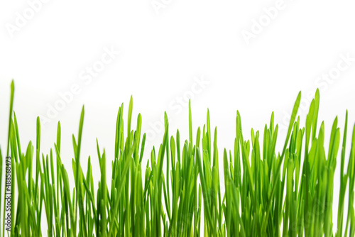 green grass close-up on a white background with copy space and selective focus.