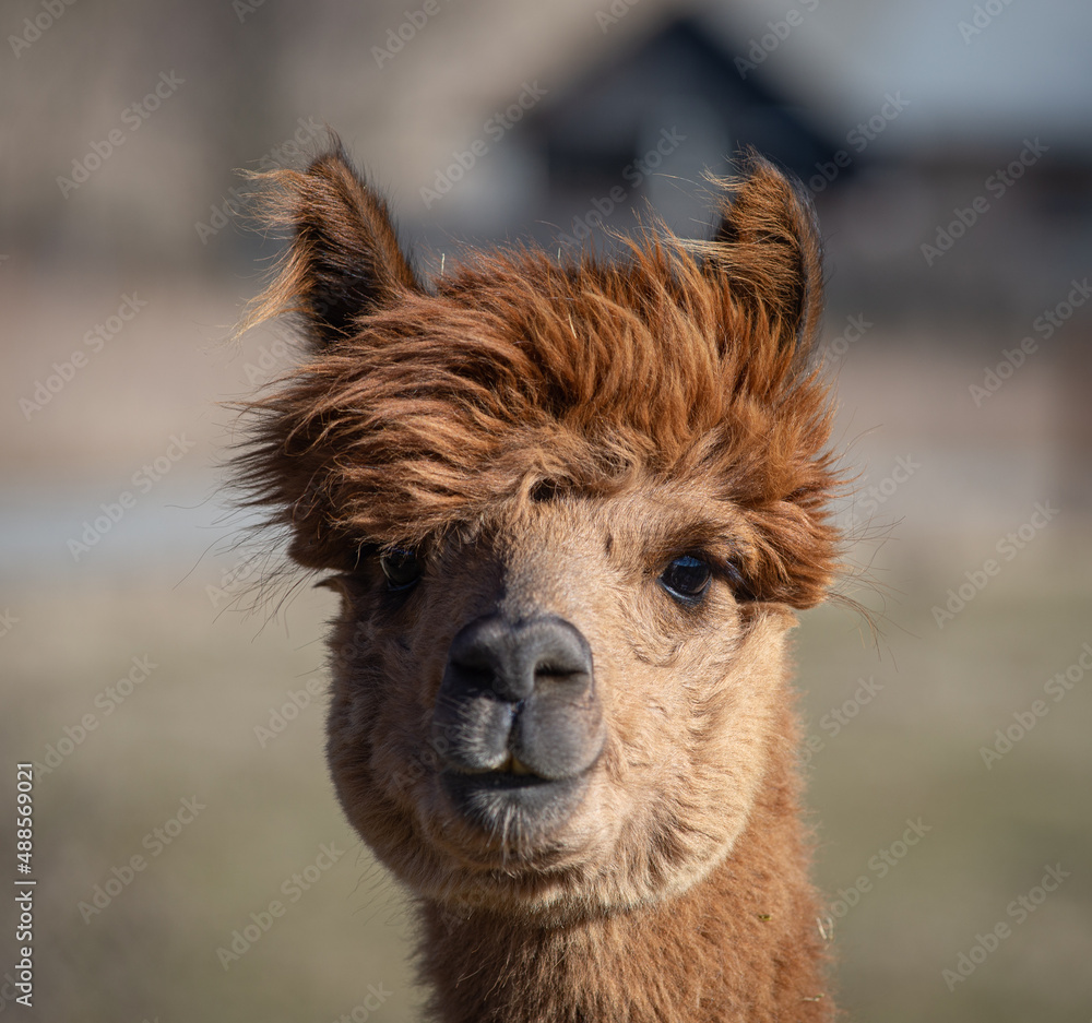 Fototapeta premium Alpaka