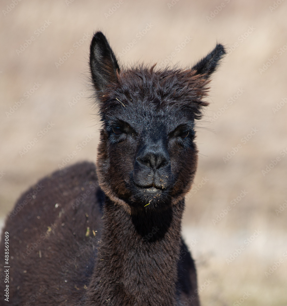 Obraz premium Alpaka