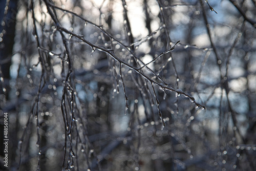 Wallpaper Mural Eisbedeckte Zweige im Gegenlicht Torontodigital.ca