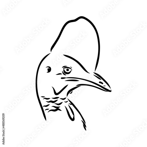 Hand drawn black and white Cassowary isolated on white background. Vector illustration in retro style.