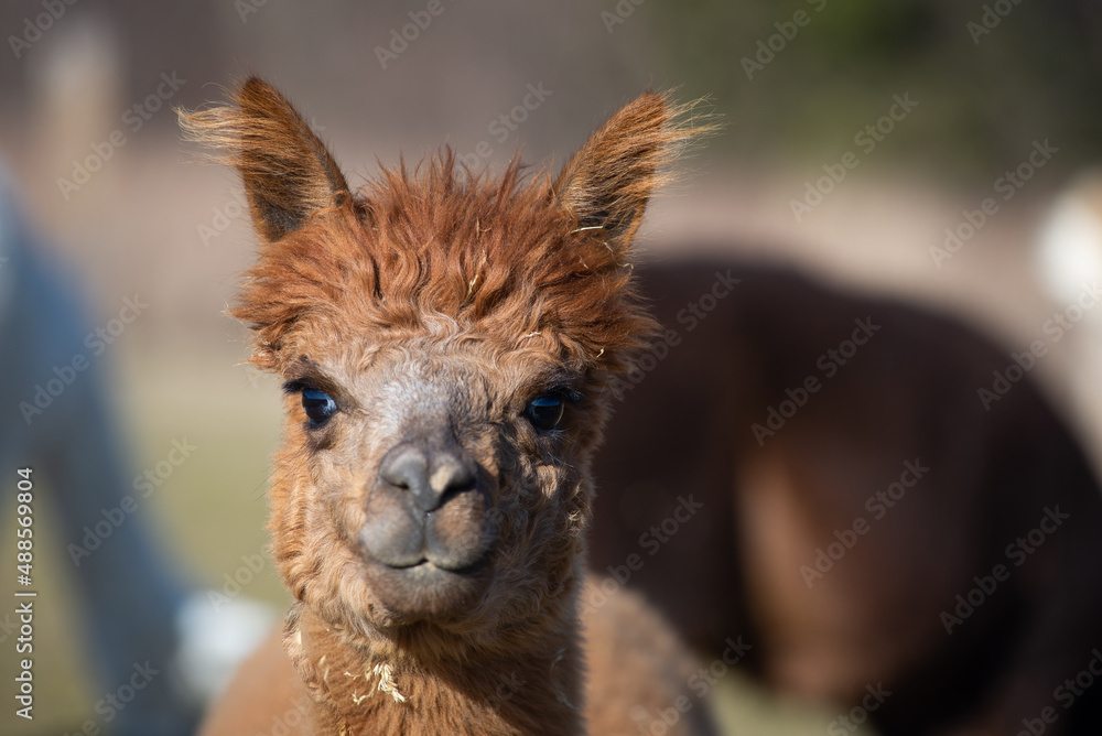 Fototapeta premium Alpaka