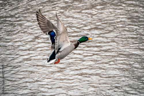 flying duck on the background of the river