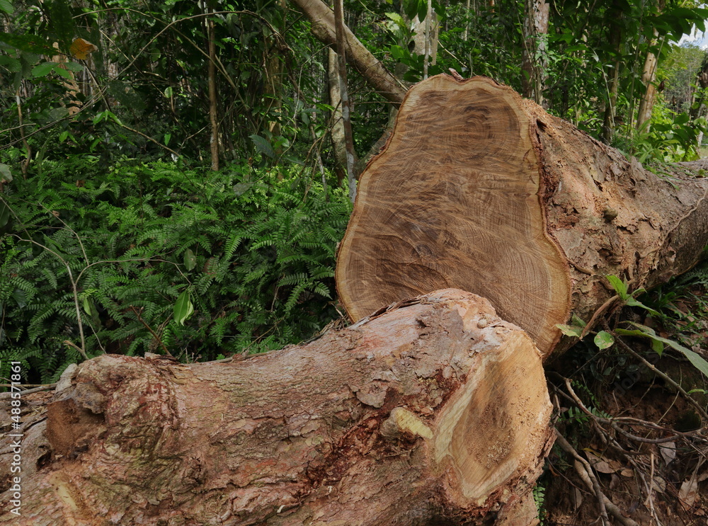 Two large Pericopsis Mooniana stems separated by a Chainsaw Two large Pericopsis Mooniana stems separated by a Chainsaw