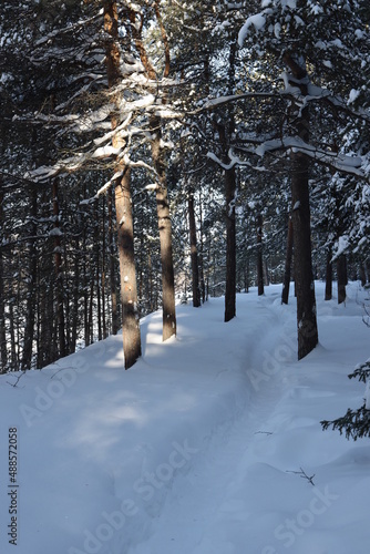 snow covered trees