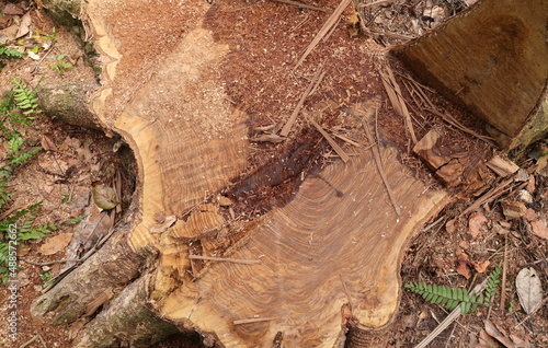 Overhead view of a large Pericopsis Mooniana tree stump with a triangular stem part removed cut by chainsaw photo