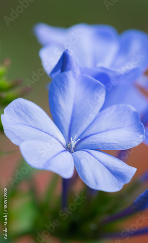 blue and white flower