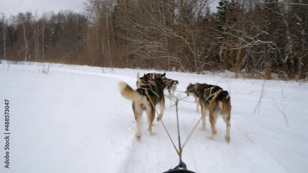 Team of northern sled dogs runs forward through snowy winter field. First person view from back of sled. Strong and hardy Alaskan huskies on race. Team of northern sled dogs runs forward through snowy winter field. First person view from back of sled. Strong and hardy Alaskan huskies on race.