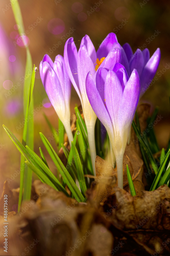 Purple crocus flowers Purple crocus flowers