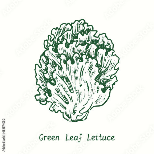 Green Leaf Lettuce.  Ink black and white doodle drawing in woodcut style