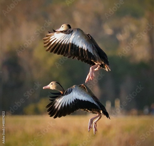Black bellied whistling ducks in flight