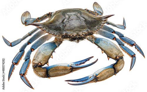 Blue crab isolated on white background, full depth of field