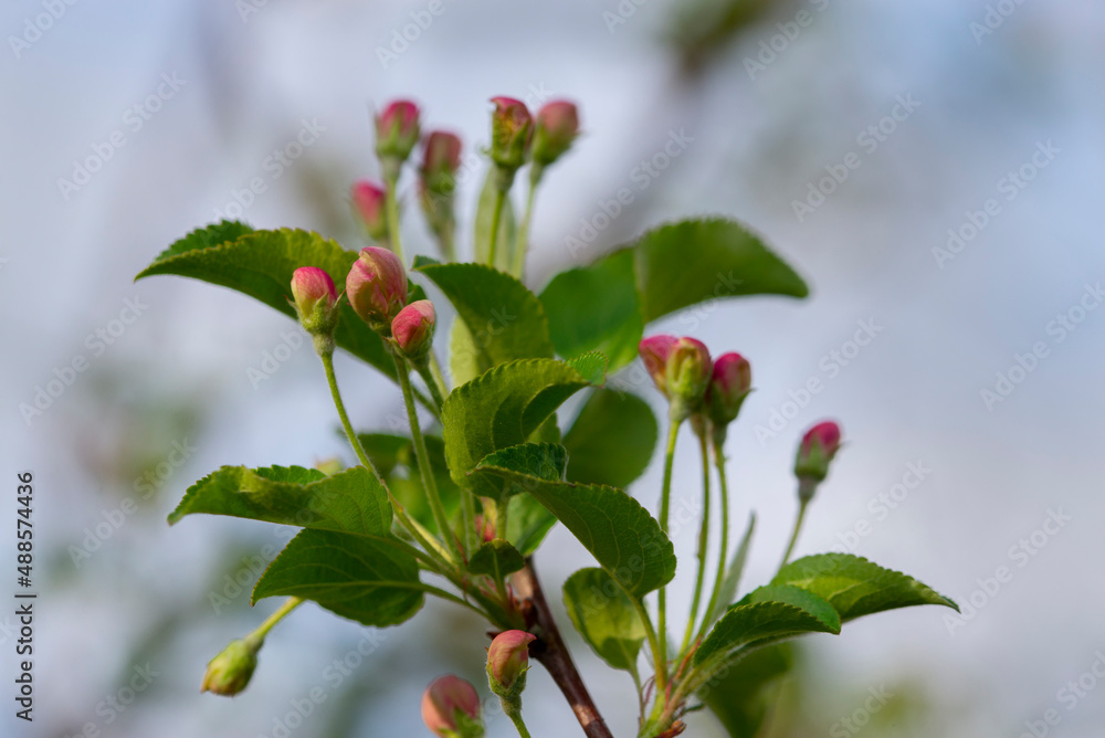 Swollen buds of apple blossoms.Apple blossoms are blooming.Close-up. The concept of spring Swollen buds of apple blossoms.Apple blossoms are blooming.Close-up. The concept of spring