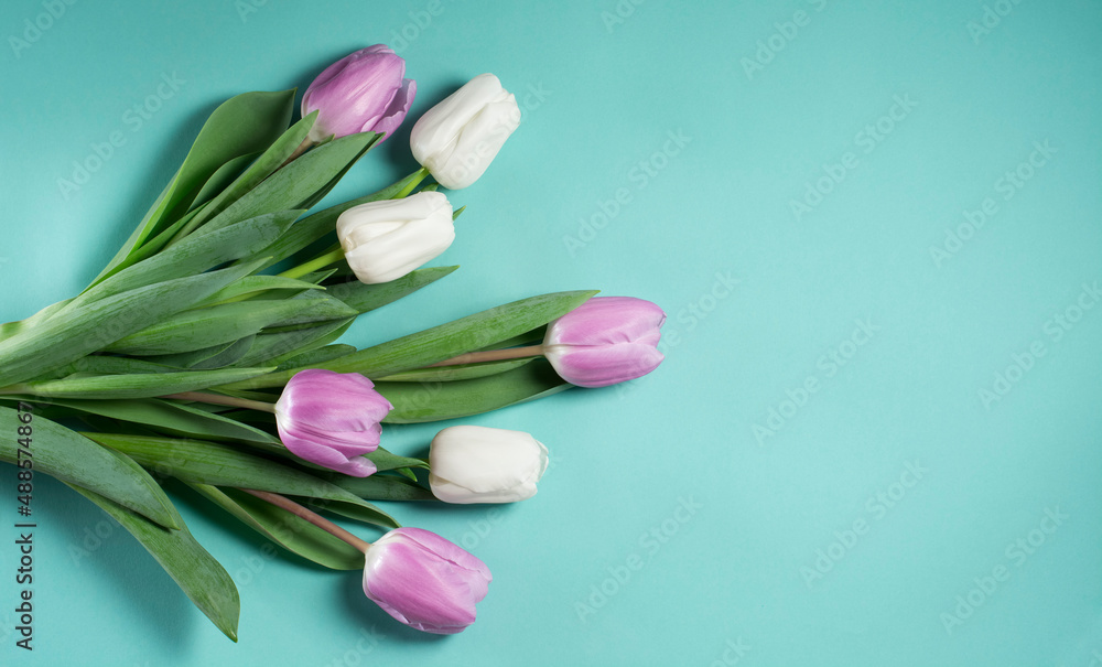 Tulips white purple flowers on turquoise background. Womens day greeting card template Tulips white purple flowers on turquoise background. Womens day greeting card template