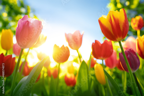 Fresh tulips in warm sunlight