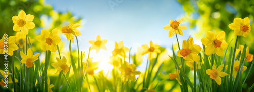 Obraz na płótnie Spring daffodils flowers in the field