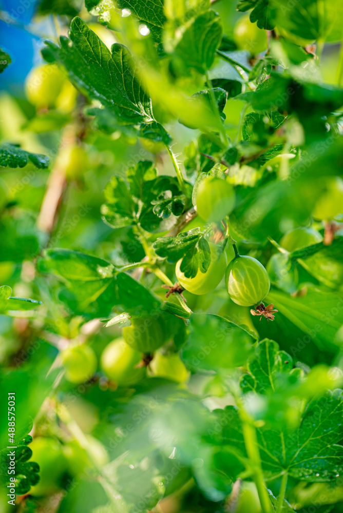 Fototapeta premium Fresh ripe organic gooseberries grow in the green garden