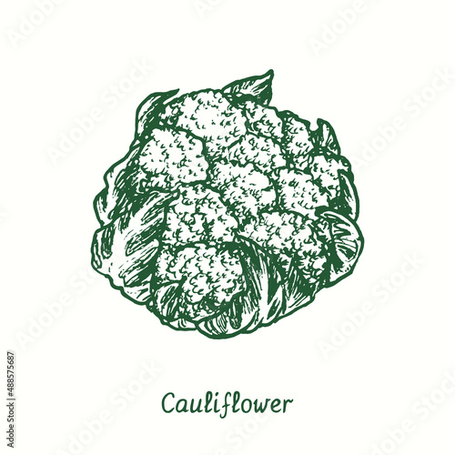 Cauliflower.  Ink black and white doodle drawing in woodcut style