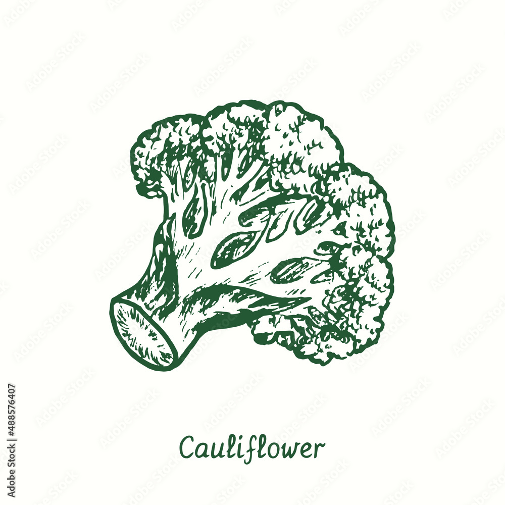 Cauliflower.  Ink black and white doodle drawing in woodcut style