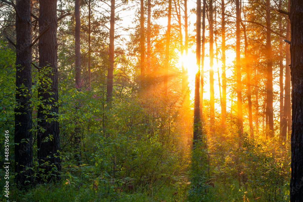 Fototapeta premium sunset in the woods