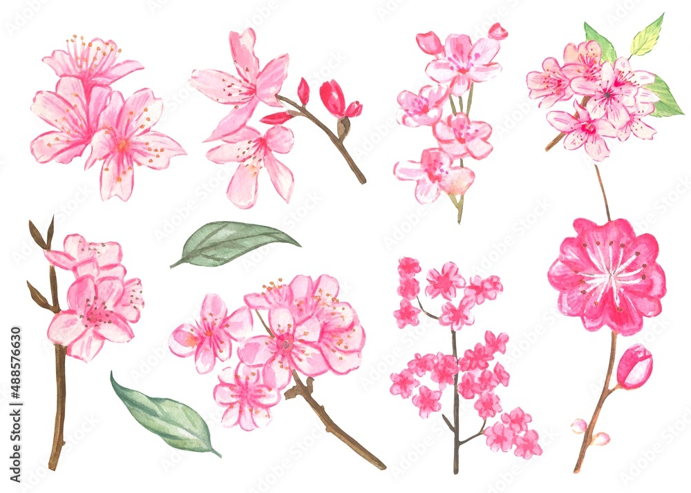 Watercolor set spring blooming cherry tree flowers, isolated on a white background