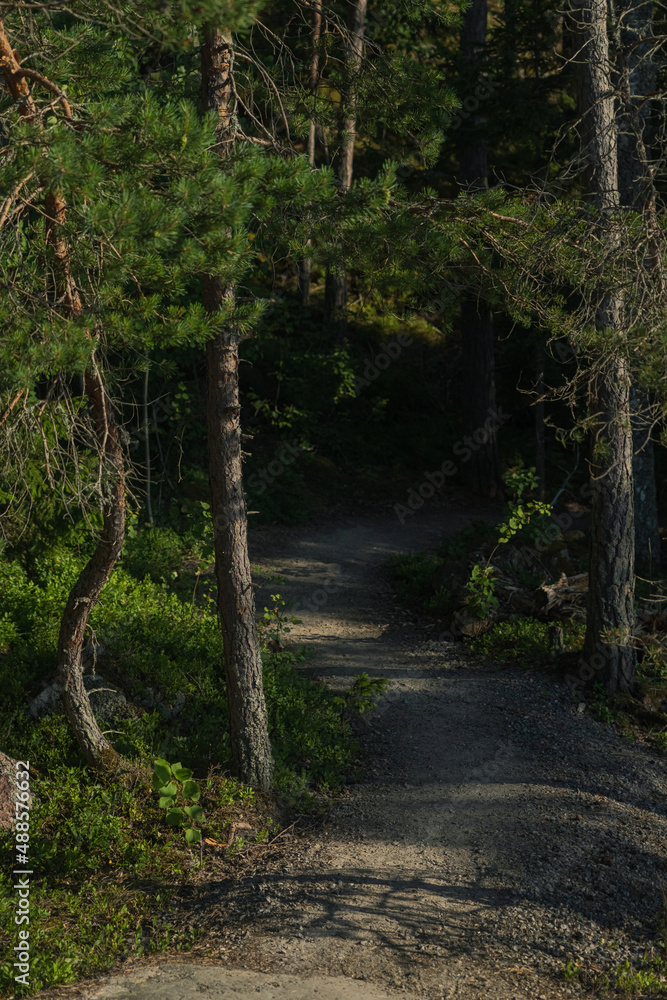 Forest path between rocks. Close-up. high quality photo. Finnish nature Forest path between rocks. Close-up. high quality photo. Finnish nature