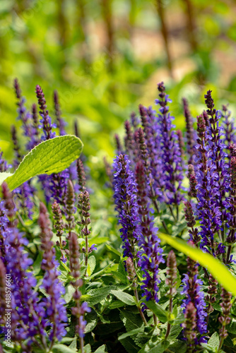 blue salvia in the garden