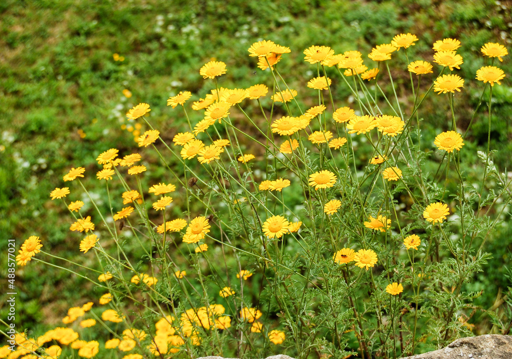 Yellow flowers for the rock garden