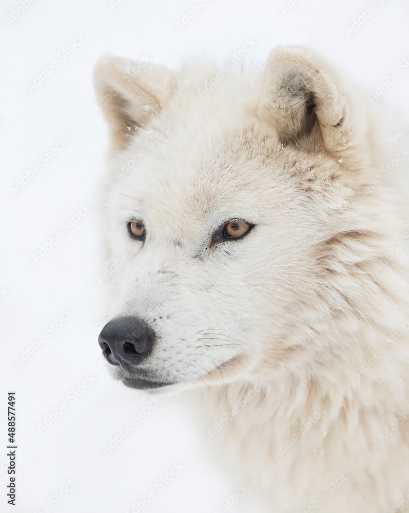 Fototapeta premium Arctic wolf isolated on white background closeup in the winter snow in Canada