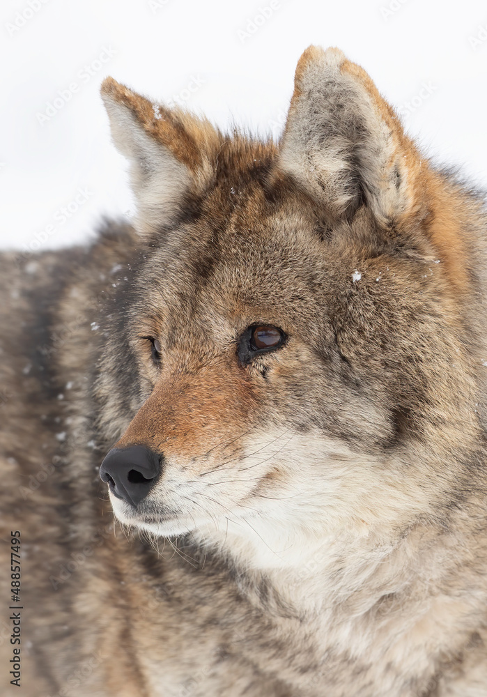 A lone coyote portrait isolated on white background on a cold winter day in Canada