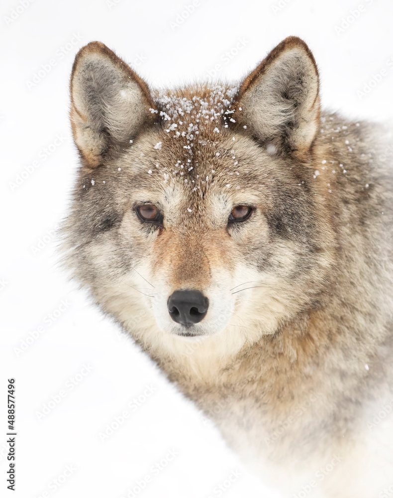 A lone coyote (Canis latrans) isolated on white background portrait in winter snow in Canada