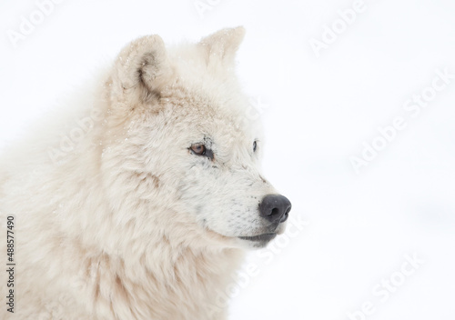 Arctic wolf portrait isolated on white background on a cold winter day in Canada 