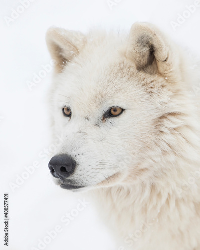 Arctic wolf isolated on white background closeup in the winter snow in Canada