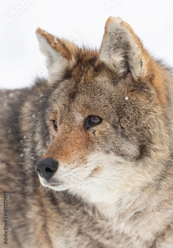 A lone coyote portrait isolated on white background on a cold winter day in Canada