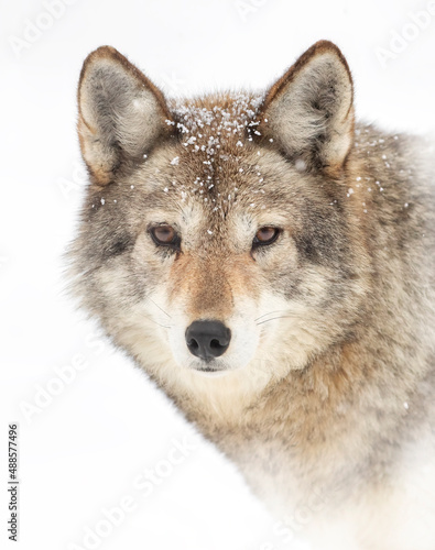 A lone coyote  Canis latrans  isolated on white background portrait in winter snow in Canada