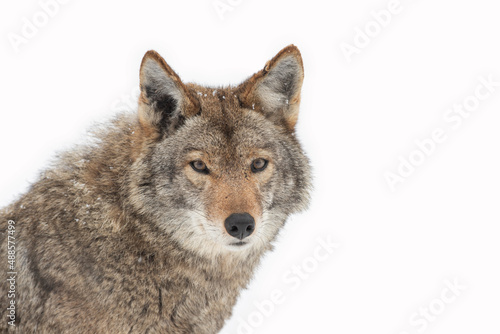 A coyote isolated on white background 