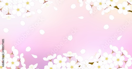 満開のサクラの枝と花びらの背景。ソメイヨシノの花。