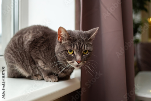 Wallpaper Mural A gray cat with green eyes is sitting on the windowsill. Torontodigital.ca