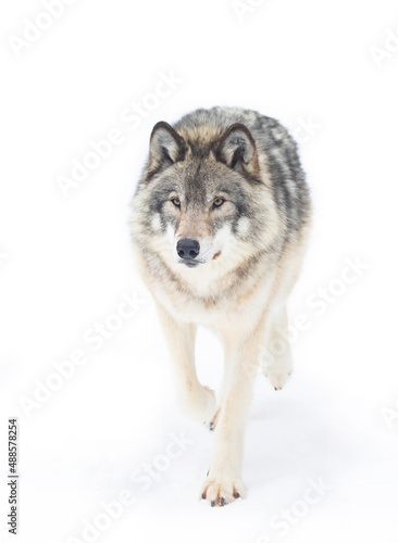 A lone Timber wolf  isolated on white background walking in the snow in Canada © Jim Cumming