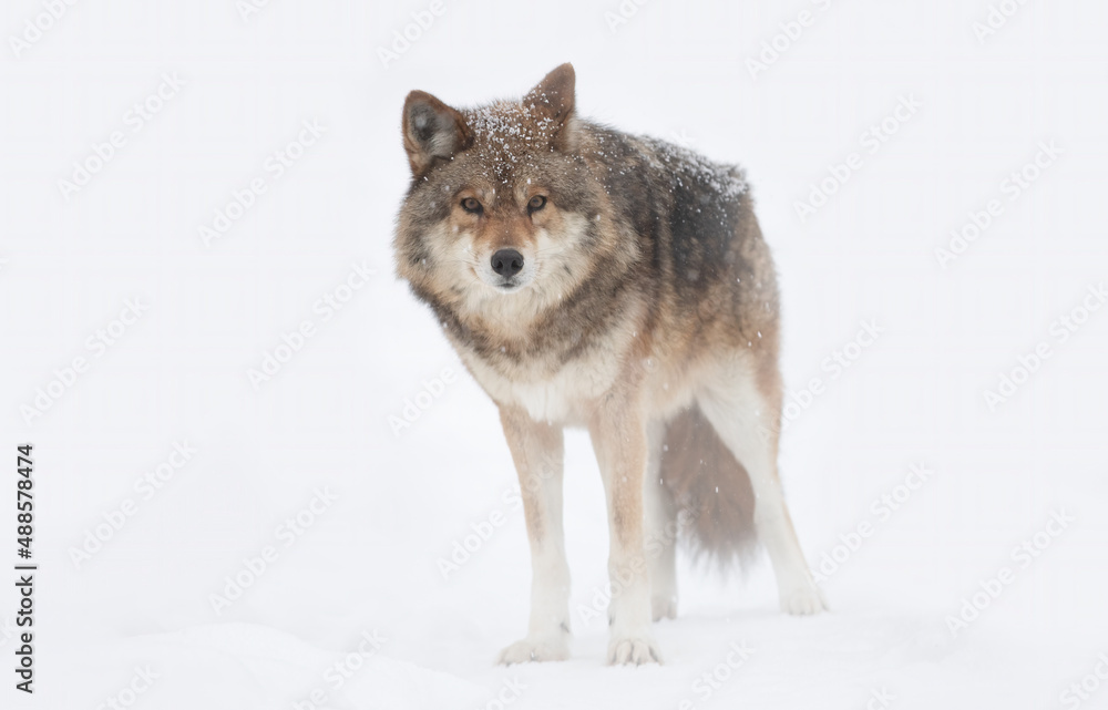 A lone coyote (Canis latrans) isolated on white background walking and hunting in the winter snow in Canada A lone coyote (Canis latrans) isolated on white background walking and hunting in the winter snow in Canada