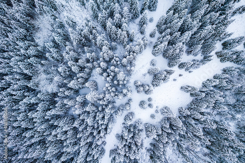 Snow Covered Spruce Trees at Winter. Drone Aerial View