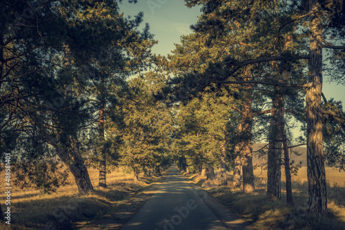 Road in the amazing nature