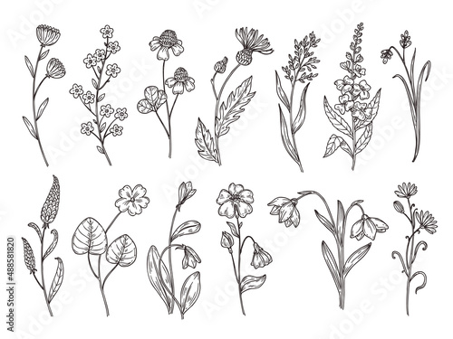 Wild flowers sketch. Flower plants, girl bouquet hand drawn. Minimal vintage field floral art elements. Spring summer decoration, botanical neoteric vector set