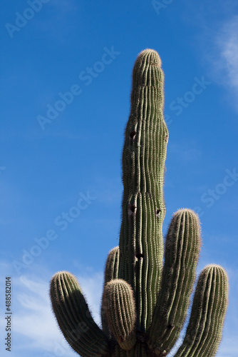 Saguaro Cactus in the desert