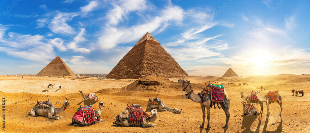 Camels by the Great Pyramids of Egypt, Giza, Cairo