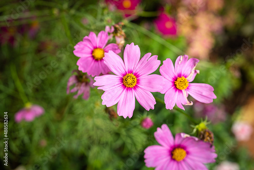 Pink cosmos flower during blooming in the morning. Nature freshness environment photo. Close-up at the flower s pollen.