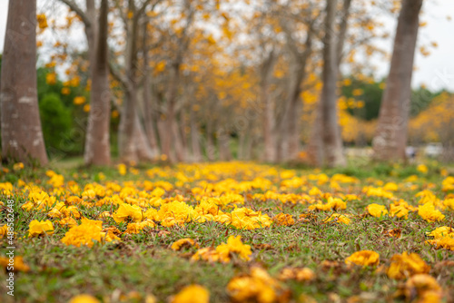 Yellow cotton flowers are fallen on garden ground with row of cotton trees as blurred background. Nature and parkland in autumn romance season scene photo. Selective focus at flower in foreground.