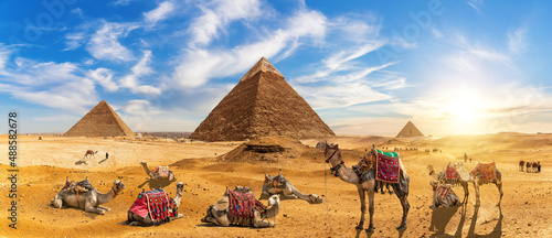 Camels by the Great Pyramids of Egypt, Giza, Cairo