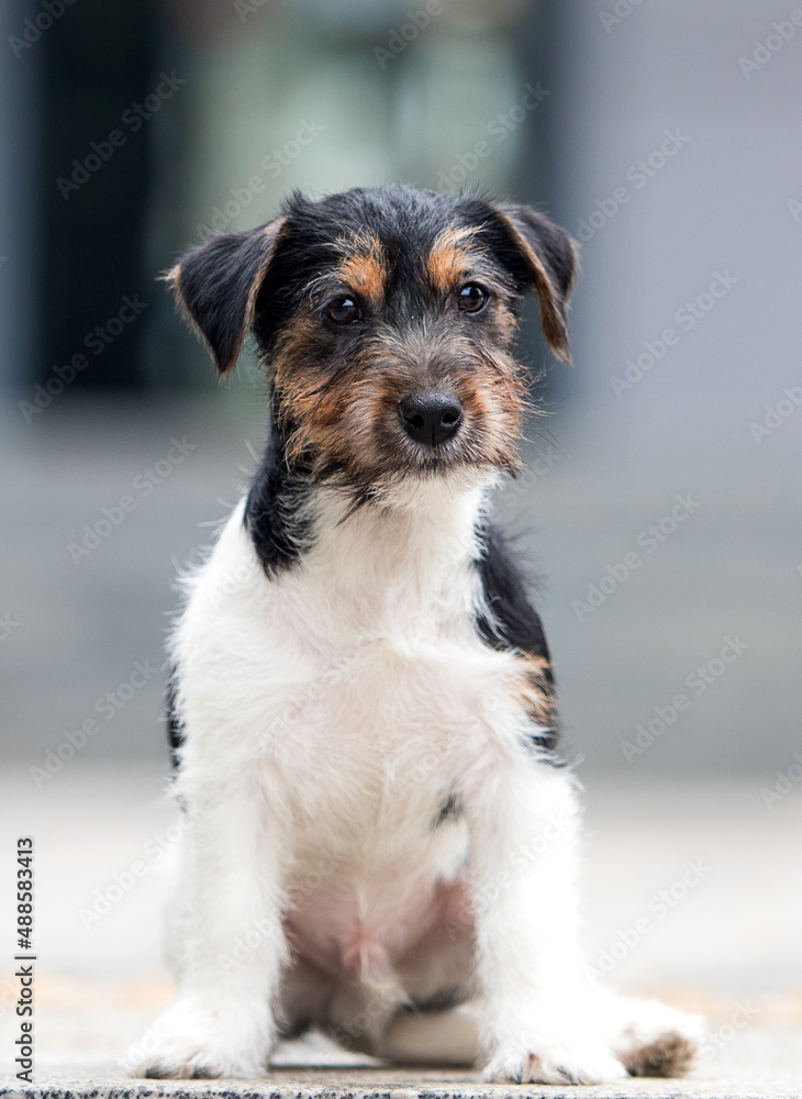 jack russell wirehaired puppy in the yard jack russell wirehaired puppy in the yard