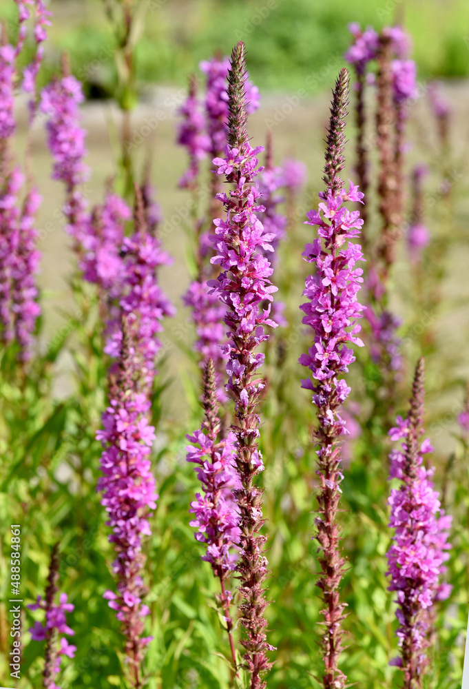 Obraz premium Loosestrife, Lythrum salicaria
